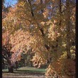 Maple trees.