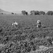 Cantaloupe workers