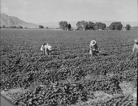 Cantaloupe workers