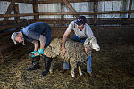 Veterinarian Karl Solverson, left, examines, and farmer Ryan Dunnum restrains, a sheep with foot trouble