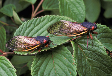 Primary Source Spotlight: Cicadas